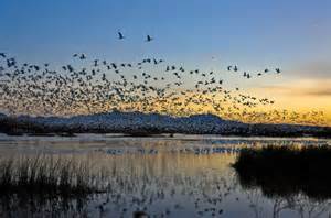 birds flying over a lake