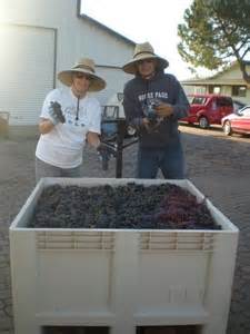 ladies with winery grapes